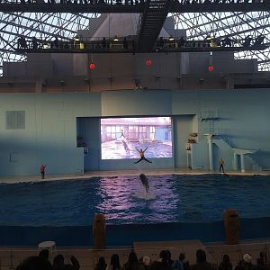 False Orca Performance