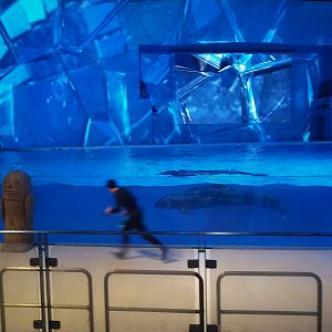 Misbehaving False Orca