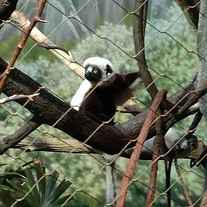 Madagascar! Bronx Zoo Sifaka