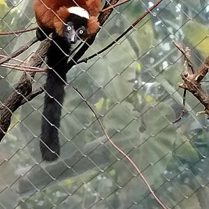 Bronx Zoo Madagascar! Red-Ruffed Lemurs