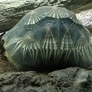 Tortoise, Madagascar!, Bronx Zoo