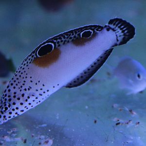 Clown coris - Coris aygula