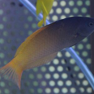 Two-tone wrasse - Halichoeres prosopeion