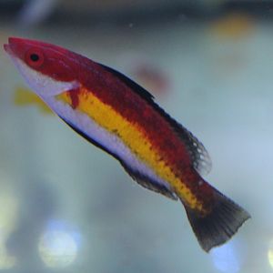Velvet Naoko's fairy wrasse - Cirrhilabrus naokoae