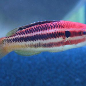 Izu Hogfish - Bodianus izuensis