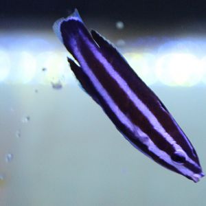 Northern tube-lip - Labropsis manabei