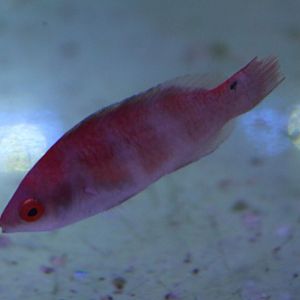 Yellow-fin fairy wrasse - Cirrhilabrus flavidorsalis