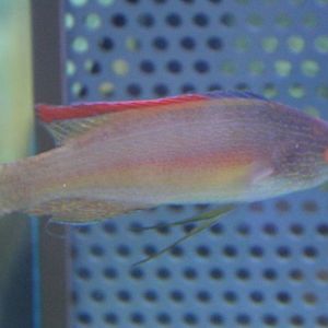 Pink-margined fairy wrasse - Cirrhilabrus rubrimarginatus
