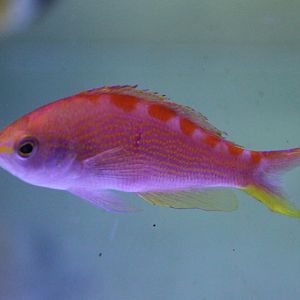 Red-saddled anthias - Pseudanthias flavoguttatus