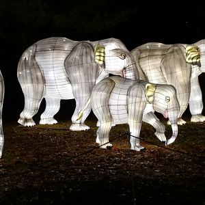 Bronx Zoo, 2019 Holiday Lights