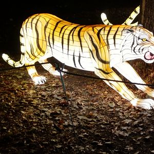 Bronx Zoo, 2019 Holiday Lights