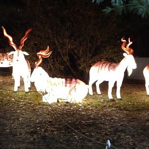 Bronx Zoo, 2019 Holiday Lights