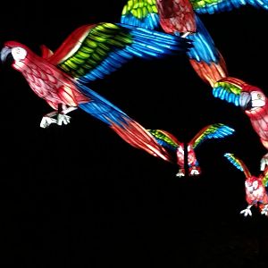 Bronx Zoo, 2019 Holiday Lights