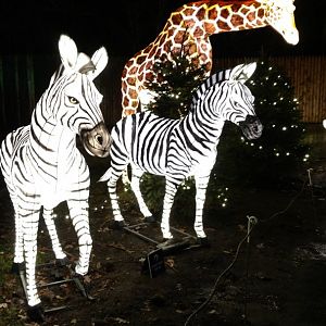 Bronx Zoo, 2019 Holiday Lights