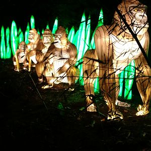 Bronx Zoo, 2019 Holiday Lights