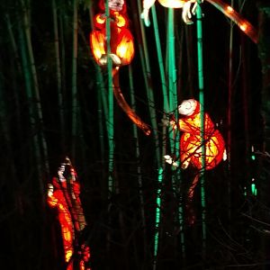 Bronx Zoo, 2019 Holiday Lights