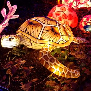 Bronx Zoo, 2019 Holiday Lights
