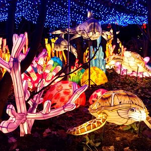 Bronx Zoo, 2019 Holiday Lights