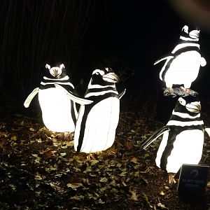 Bronx Zoo, 2019 Holiday Lights