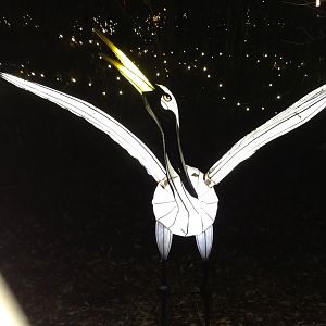 Bronx Zoo, 2019 Holiday Lights