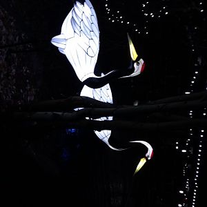 Bronx Zoo, 2019 Holiday Lights