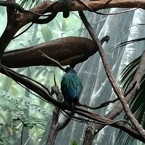 Bronx Zoo Bird House