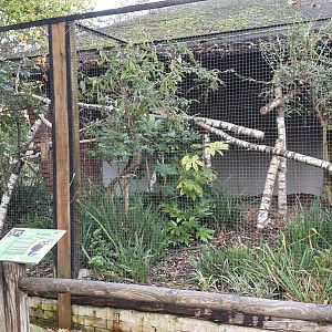 Enclosure Goeldi's marmoset
