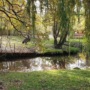 Australia enclosure - Emu and Wallabies
