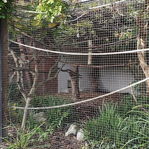Emperor tamarin enclosure