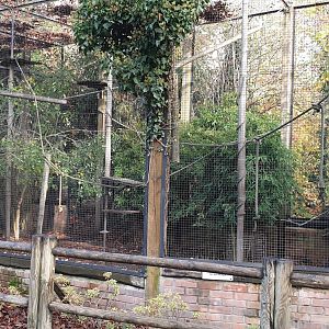 Ring-tailed lemur - Satyr tragopan enclosure
