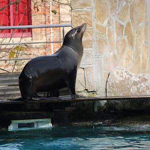 Californian sea-lion