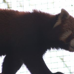 Red panda