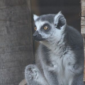 Ring-tailed lemur