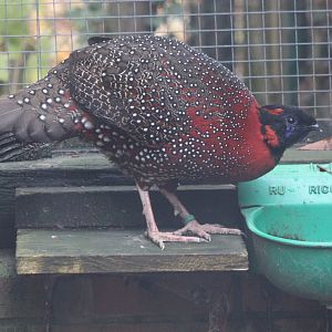 Satyr tragopan - male