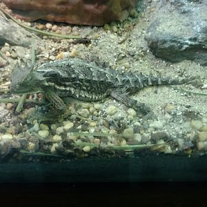 Bronx Zoo, Reptile House