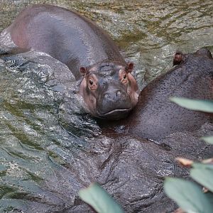 Common hippo