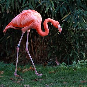 Caribbean flamingo