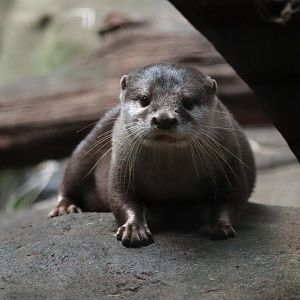 Asian short clawed otter