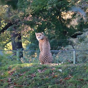 Cheetah