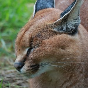 Caracal