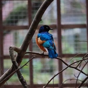 Superb starling