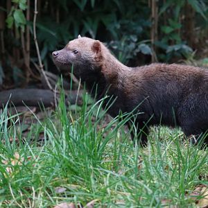 Bush dog