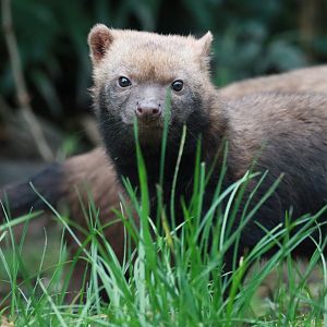 Bush dog