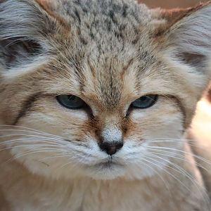 Sand cat