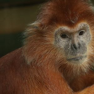 Javan langur