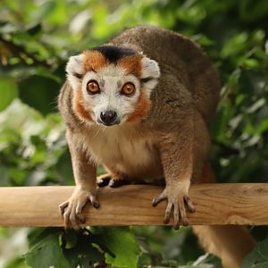 Crowned lemur