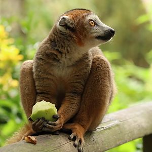 Crowned lemur