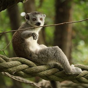 Crowned lemur