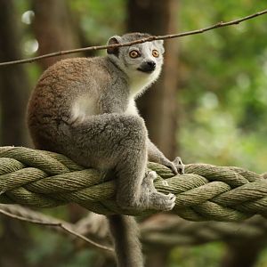 Crowned lemur