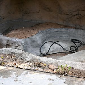 future black-necked swan exhibit